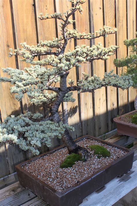 Cedar Bonsai | kuromatsubonsai.com