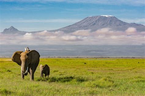 Wildlife of Mount Kilimanjaro, what animals can you see?