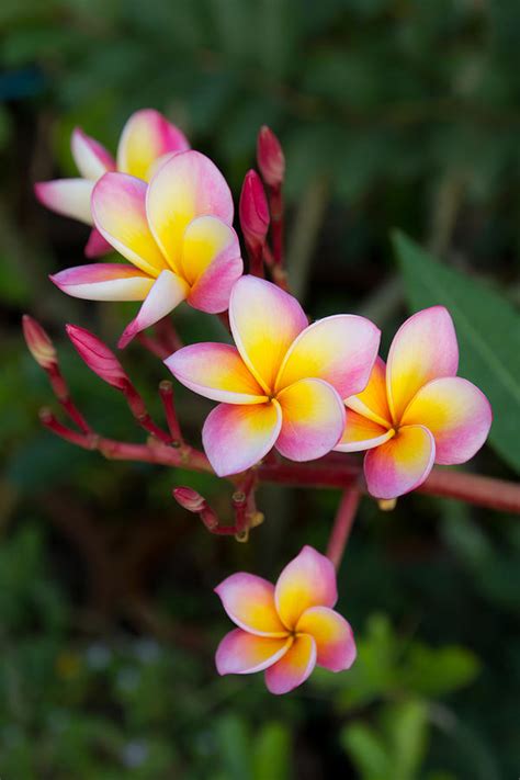 Pink Frangipani | ubicaciondepersonas.cdmx.gob.mx