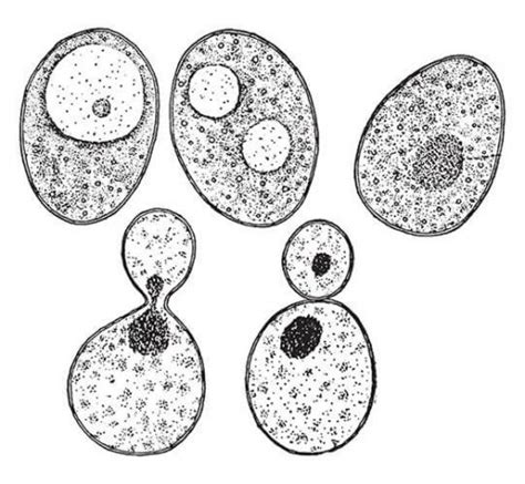 Observing Yeast Under A Microscope | Like Hubble