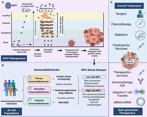 Frontiers | Human papillomavirus in the setting of immunodeficiency ...