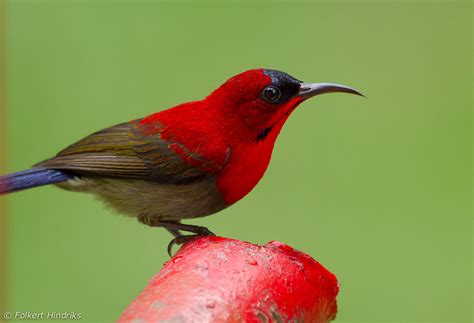 The Crimson Sunbird | Bird Information & Pictures | Beauty Of Bird