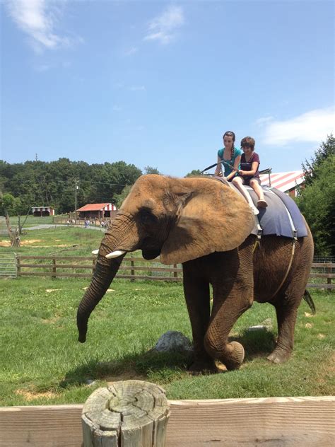 The Virginia Zoo: Home To Majestic Elephants – MudFooted