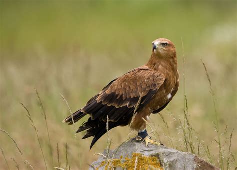 A Tribute to Frodo - Hawk Conservancy Trust - Hawk Conservancy Trust