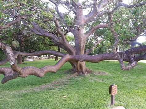 gumbo limbo tree medicinal uses - There Are Major Blogs Photogallery