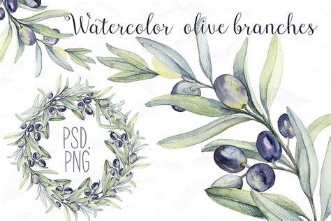 Watercolor Botanic Olive Branch (14271) | Illustrations | Design Bundles