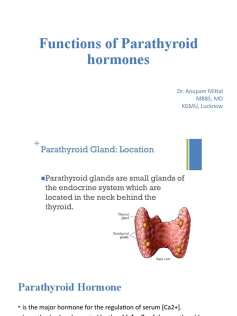 Functions of Parathyroid Hormone | PDF | Parathyroid Gland | Endocrinology