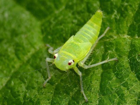 Leafhopper nymph, Cicadellidae | Andreas Kay | Flickr