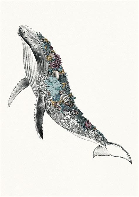 Humpback Whale - Giclée Print | Whale drawing, Whale illustration, Whale