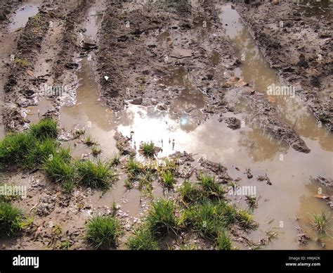 Mud puddle after heavy rain in a public park, Australia 2016 Stock Photo - Alamy