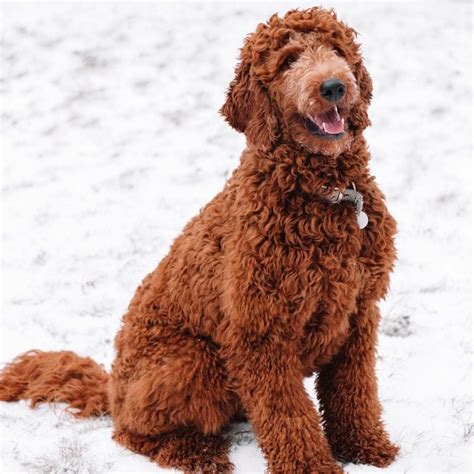 Types of Goldendoodle Colors – With Pictures!