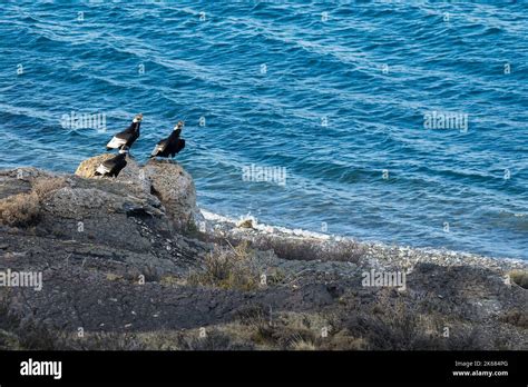 Andean Condor ,Torres del Paine National Park, Patagonia, Chile Stock Photo - Alamy