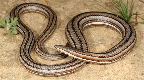 How to Identify a Legless Lizard from a Snake - Orlando Science Center