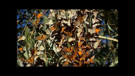 Monarch Butterflies in HD, Eucalyptus grove, Natural Bridges Park, Santa Cruz. Бабочки Монарх ...