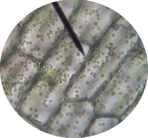 Elodea Plant Cell Under Microscope Labeled : Lab Using A Microscope - Pass out the elodea images ...