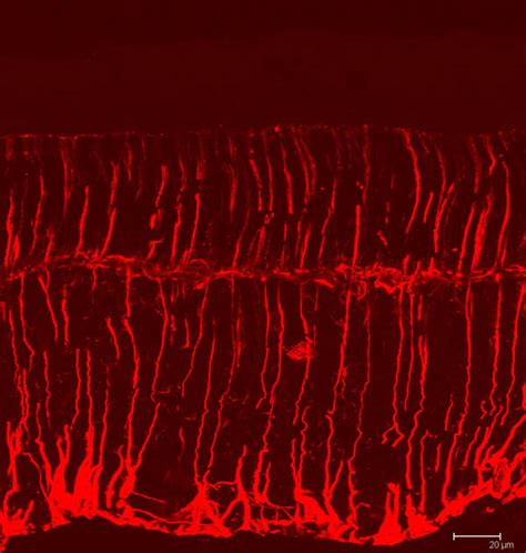 Glial cells – Retinal Microscopy