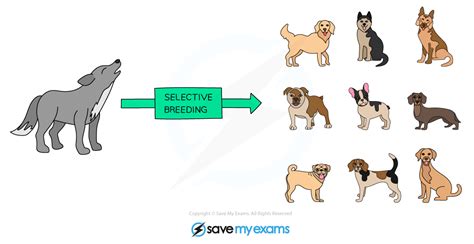 Selective Breeding in Animals (5.11) | Edexcel IGCSE Biology: Double ...