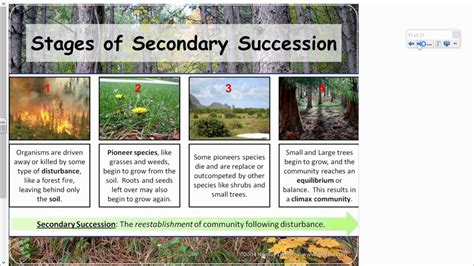 APES Ecological Succession - YouTube