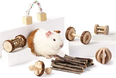 Best Rat Toys 2021 [Review]: What Kind of Toys Should My Rat Have? - Timeline Pets