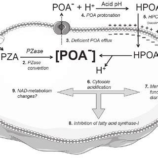 Schematic representation of pyrazinamide’s mode of action (For the sake... | Download Scientific ...