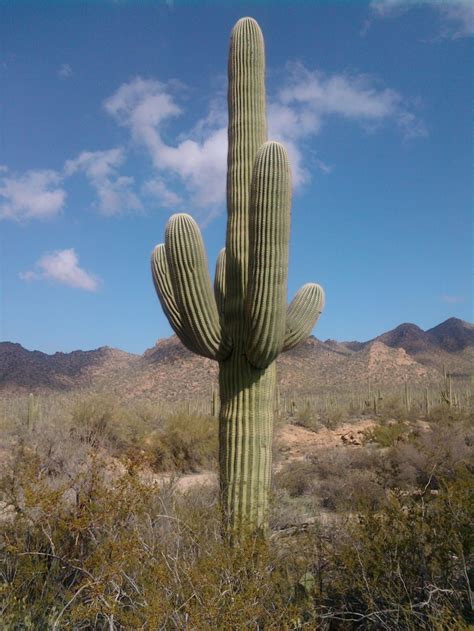 Arizona Cactus Plants