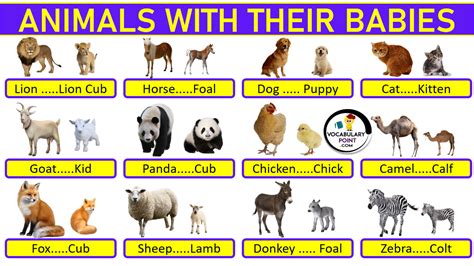 Animals And Their Young Ones With Name, Chart, Pdf, And, 59% OFF