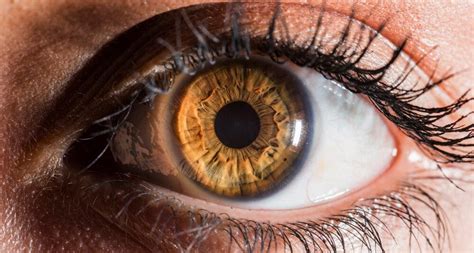 Brown Eyes and Hazel Eyes: Why Are They Different? – NVISION