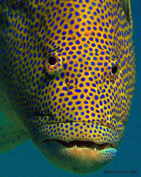 Coral grouper by nialldeiraniya | Sea fish, Ocean creatures, Sea animals