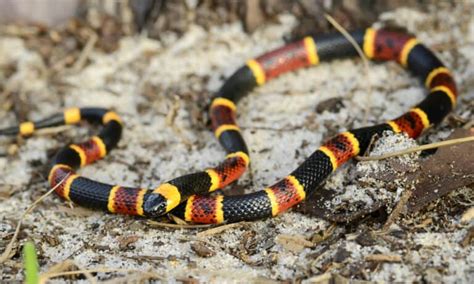 Coral Snake Rhyme: The One Rhyme to Avoid Venomous Snakes - IMP WORLD