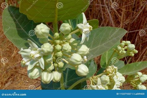 Calotropis Plant Flower Leaves Stock Image - Image of sodom, plant ...