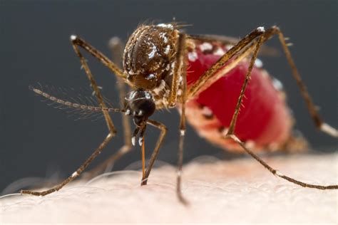 World’s Deadliest Animal: Mosquitoes’ Taste for Blood Traced to Four Types of Neurons