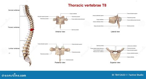 Thoracic vertebrae T8 stock illustration. Illustration of thoracic - 78412633