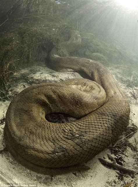 Amazon River Anaconda | Tweet | Amazon River | Pinterest