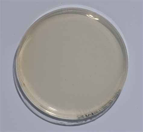 Mueller Hinton Agar (MHA) (120 mm) | Standard Media