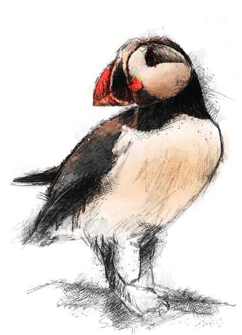 Puffin | SeanBriggs | Bird sketch, Unique drawings, Grafic art