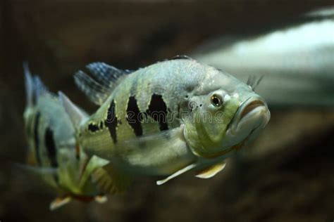 Blue Peacock Bass Swimming in the Aquarium Stock Photo - Image of ocean ...