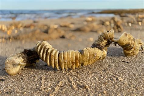 Spring Skate & Whelk Egg Case Hunt — Save Coastal Wildlife