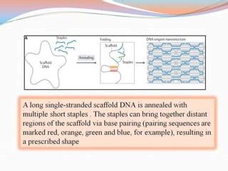 Dna Origami | PPT