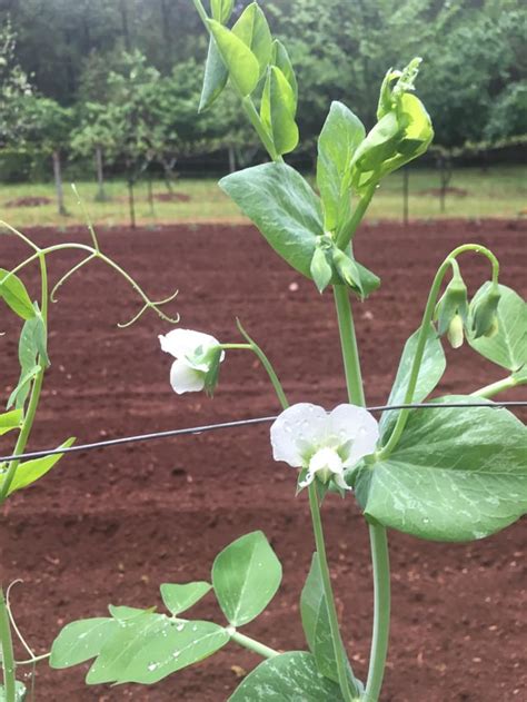 Snow peas are blooming. Finally! : gardening