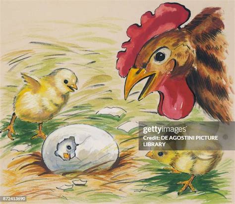 133 Hen With Eggs Drawing Stock Photos, High-Res Pictures, and Images ...