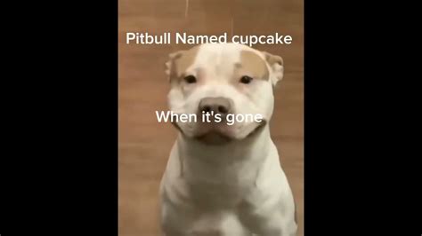 Average pitbull Named Cupcake #Cupcake #pitbull - YouTube