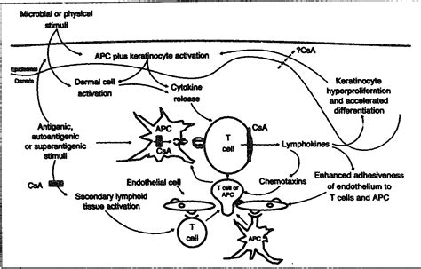 [PDF] The mechanisms of action of cyclosporin A in the treatment of psoriasis. | Semantic Scholar