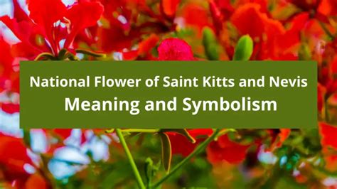 What is the national flower of Saint Kitts and Nevis, Meaning and Symbolism