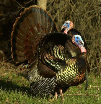 Turkey Breeds: wild turkeys, heritage turkeys and standard turkeys ...