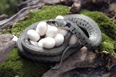 Rattlesnake Laying Eggs | UCB