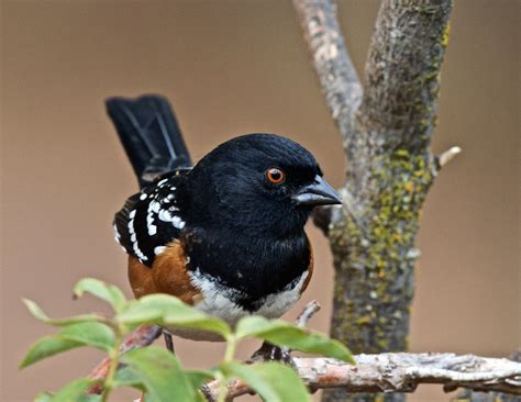 Spotted Towhee | Audubon Field Guide