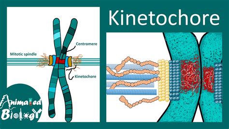 Kinetochore | Structure and Function | Molecular biology - YouTube