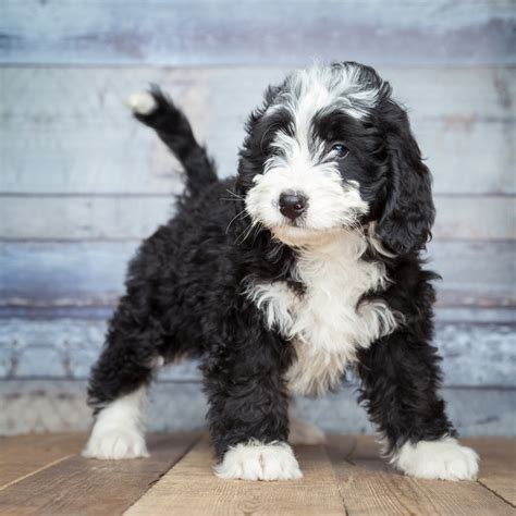 How Big Do Mini Bernedoodles Get