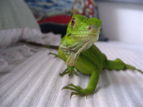 Iguana Health – Health is also the Wealth of Your Pet Iguana