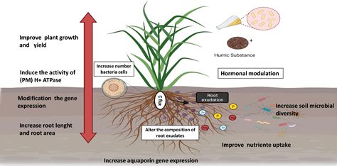 Frontiers | Humic Substances in Combination With Plant Growth-Promoting Bacteria as an ...